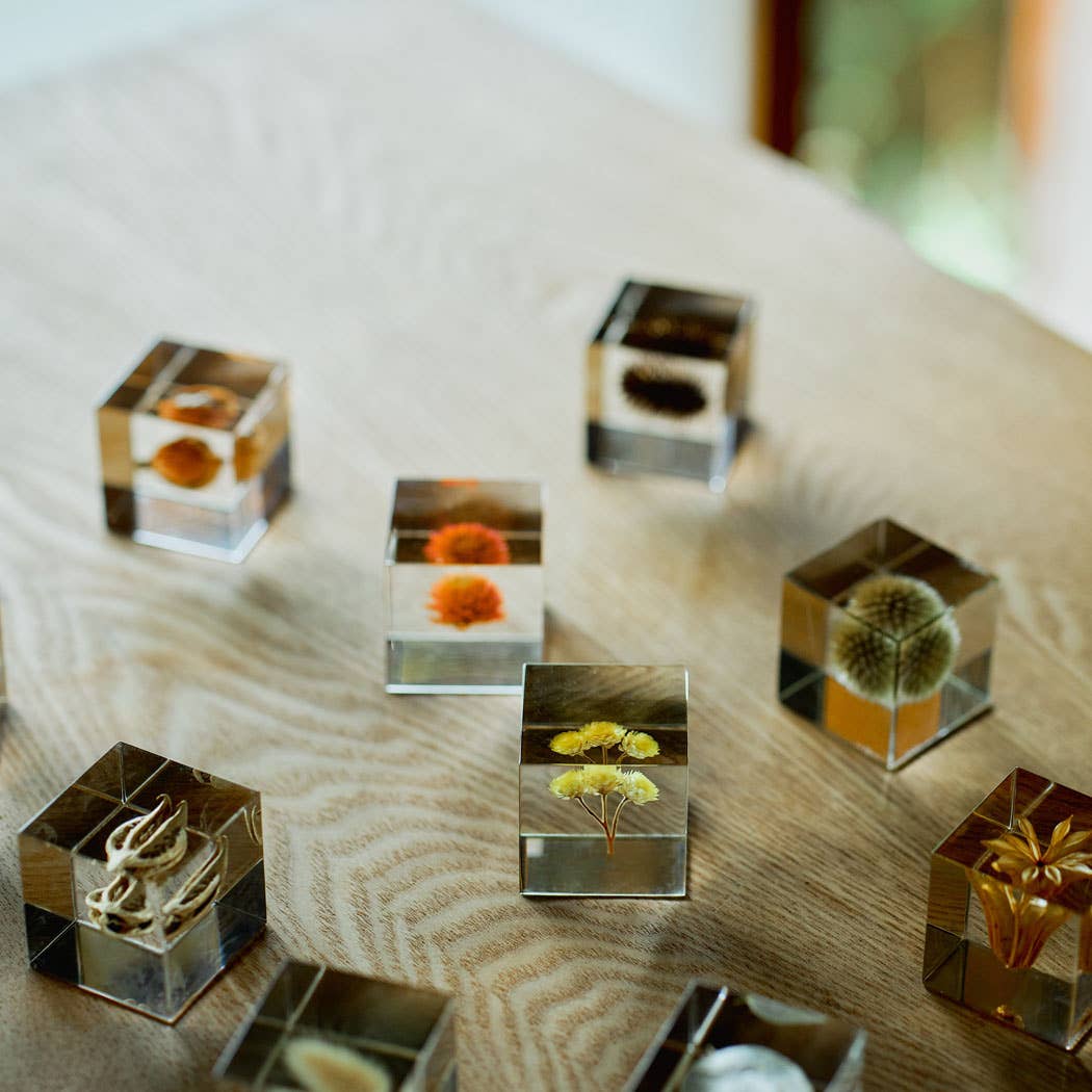 Shell Ginger Cube
