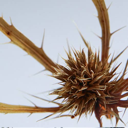 Sea holly - Botanical Decor Gift