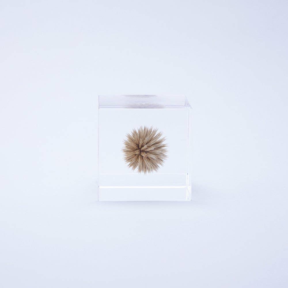 Globe Thistle Cube