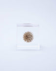 Globe Thistle Cube