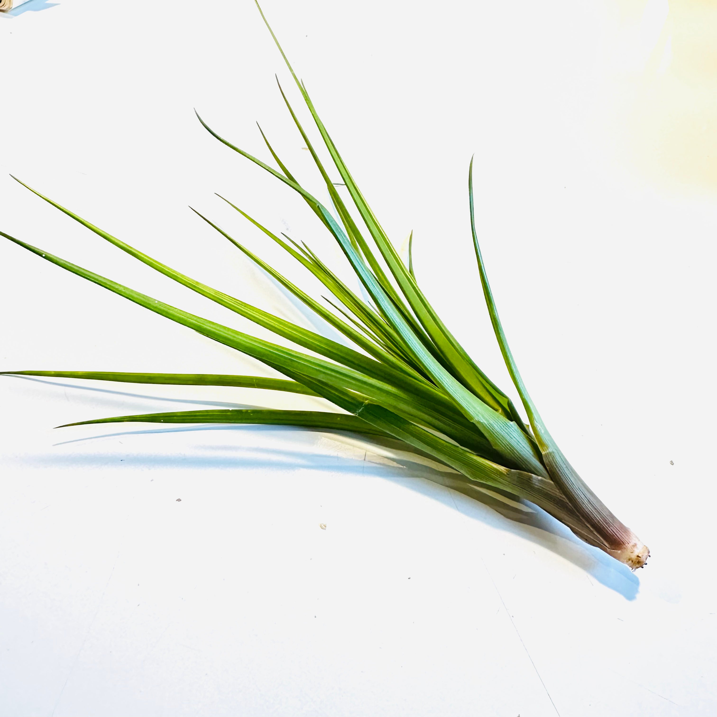 Lemeltonia Dodsonii Small