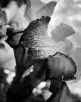 JEAN GAUMY A CERTAIN NATURE