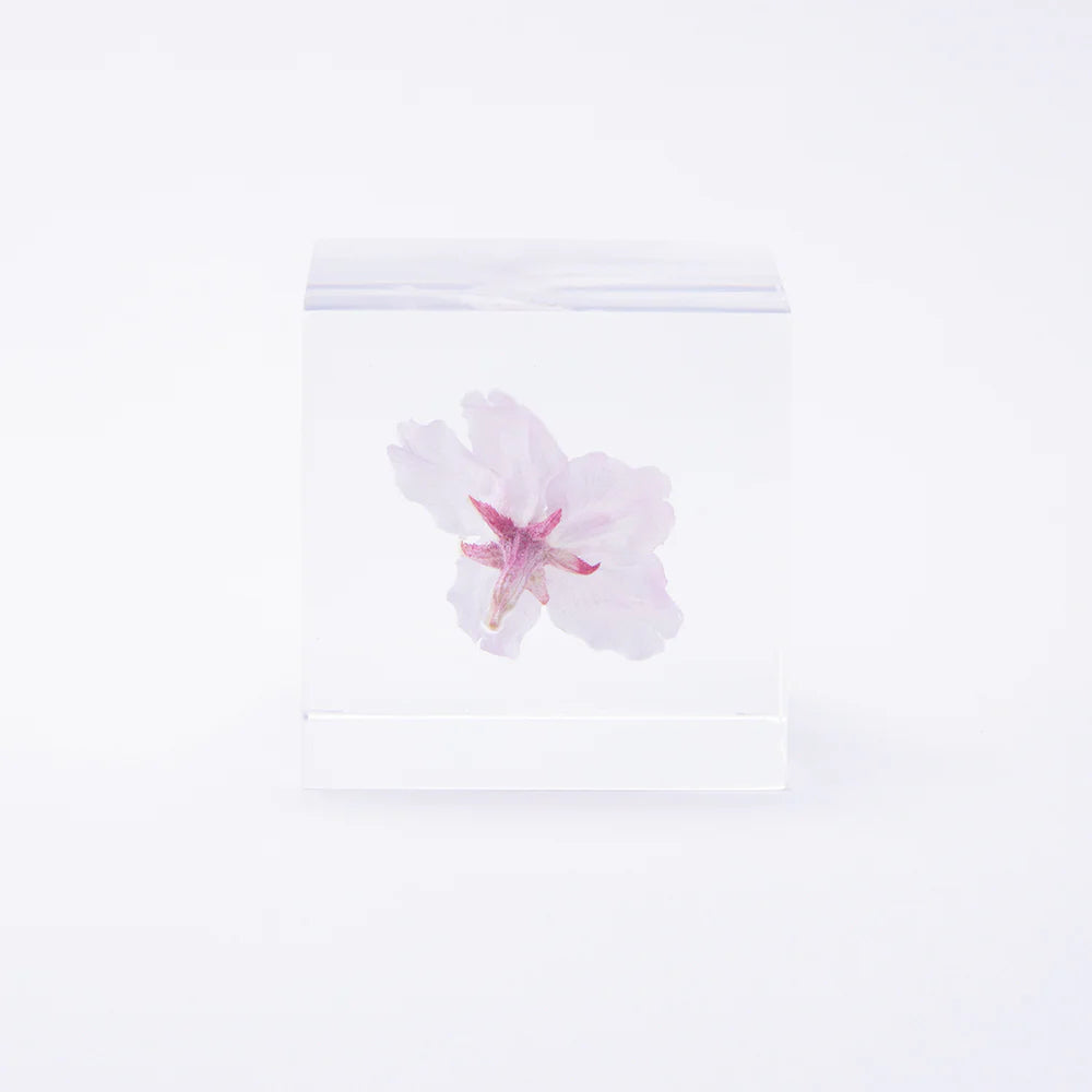 STUDIO DEN Sakura Cube - Thumbnail 3