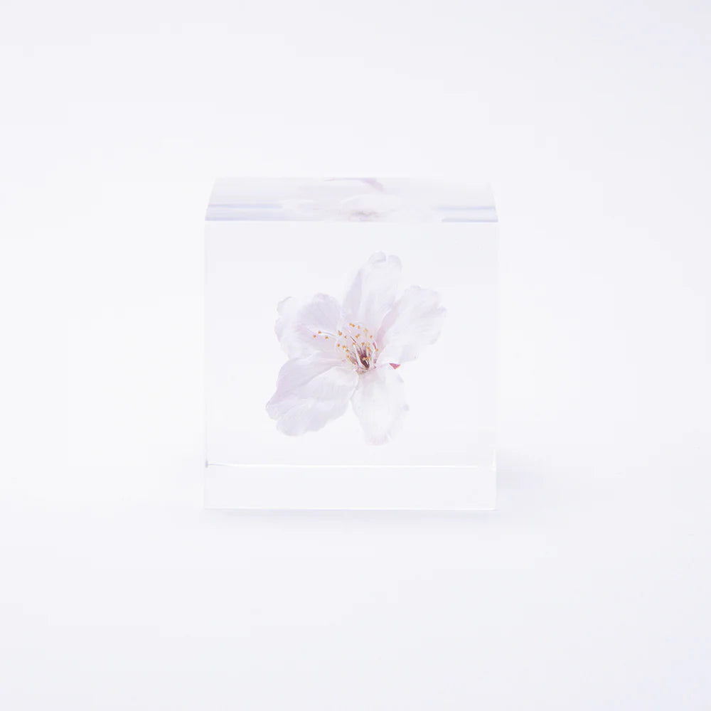 STUDIO DEN Sakura Cube - Thumbnail 2