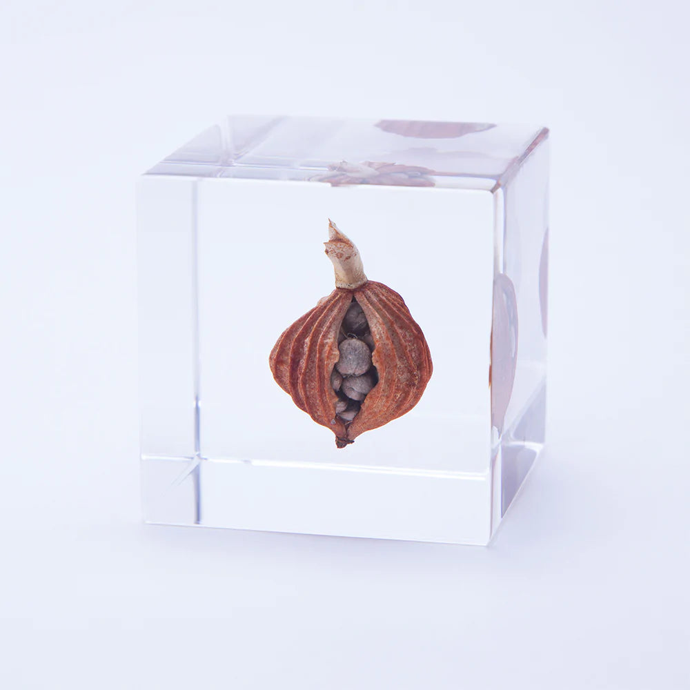 STUDIO DEN Shell Ginger Cube
