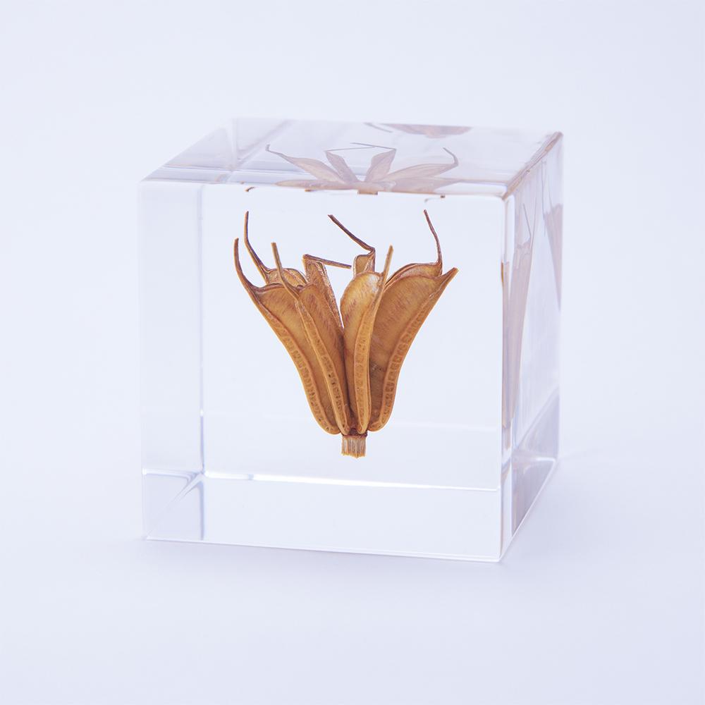 Yellow Fennel Flower Cube